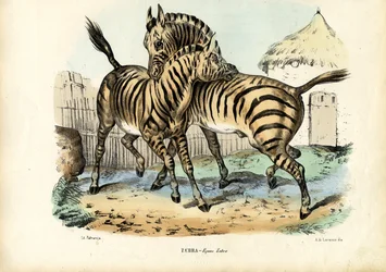 Zebra, 1863-79